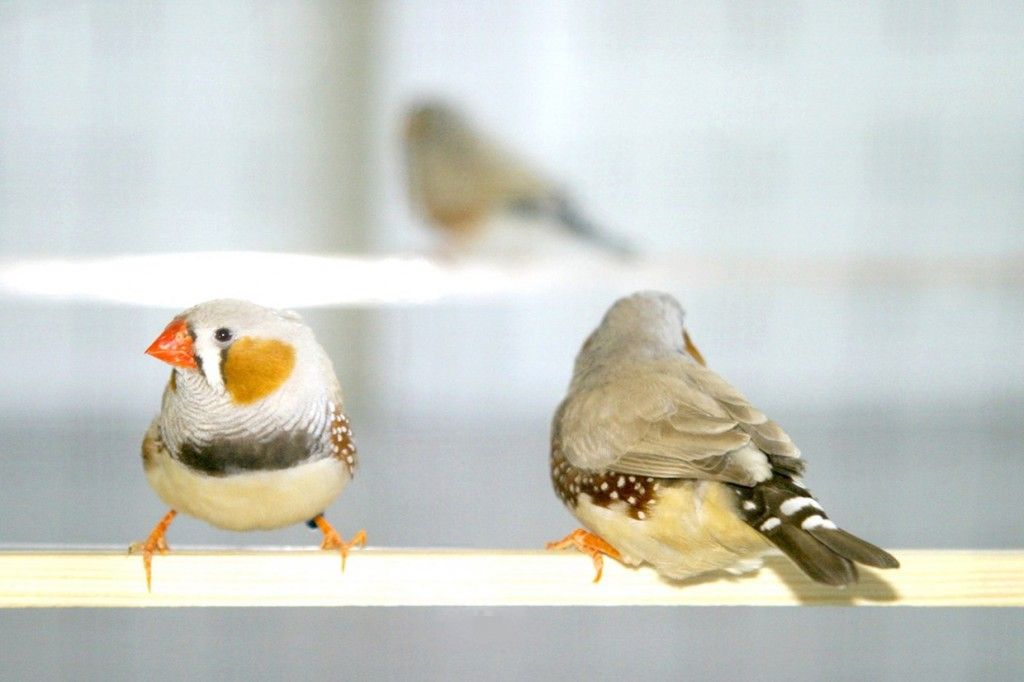 Finch_01
