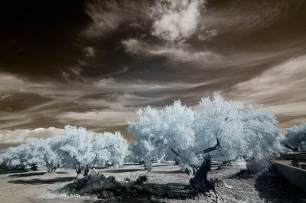 Reed-Romanticism-2-600x399