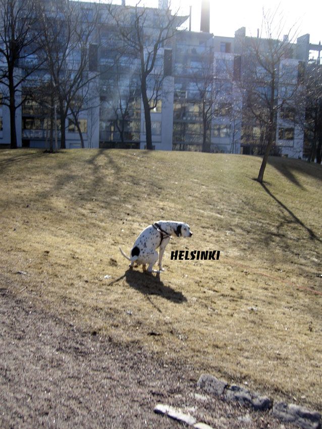 niittyvirta_helsinki_030