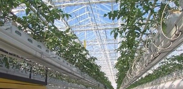 hidroponika-turato.016-600x291