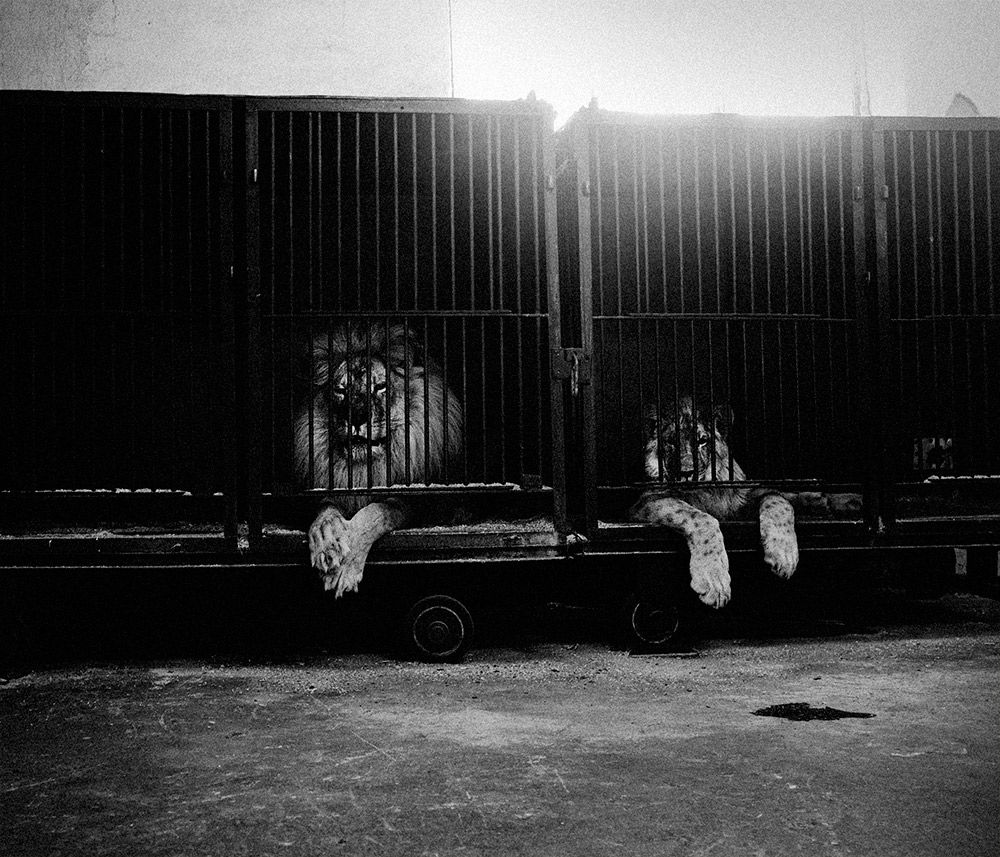 spela-skulj-006