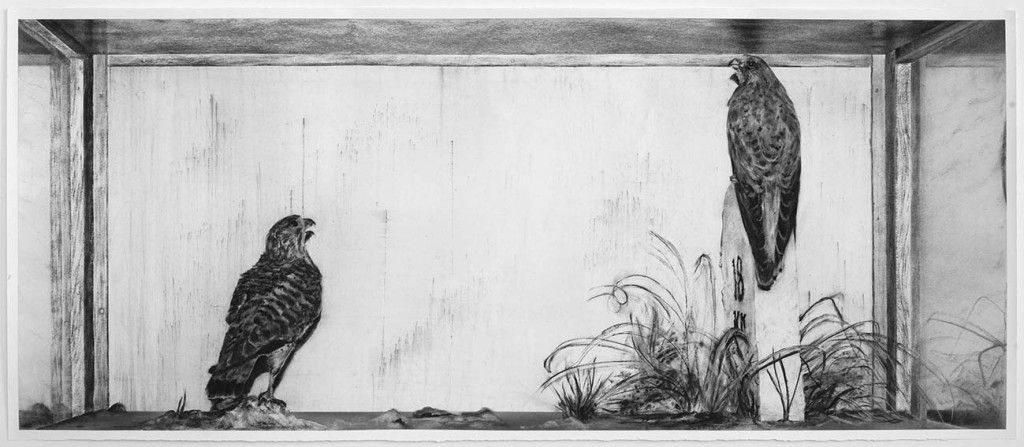 01KIvanisinK_a couple Falco tinnunculus_2014_ugljen na papiru_76x183,5cm