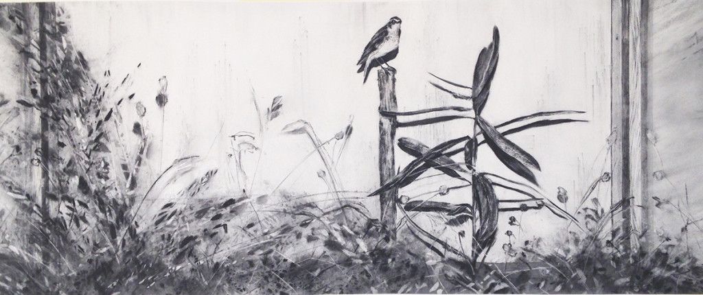 02KIvanisinK_Saxicola rubetra_2014_ugljen na papiru_76x183,5cm