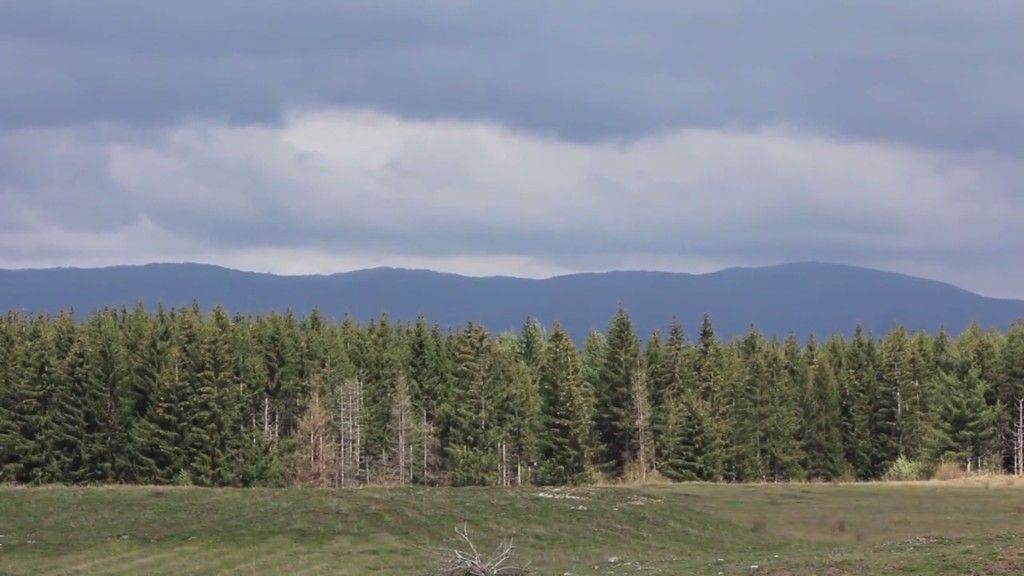 Granje i korijenje