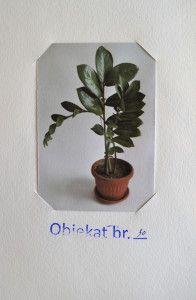 Grupa - Biljke - 30