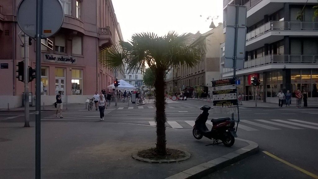 4. sasa simpraga_javna palma