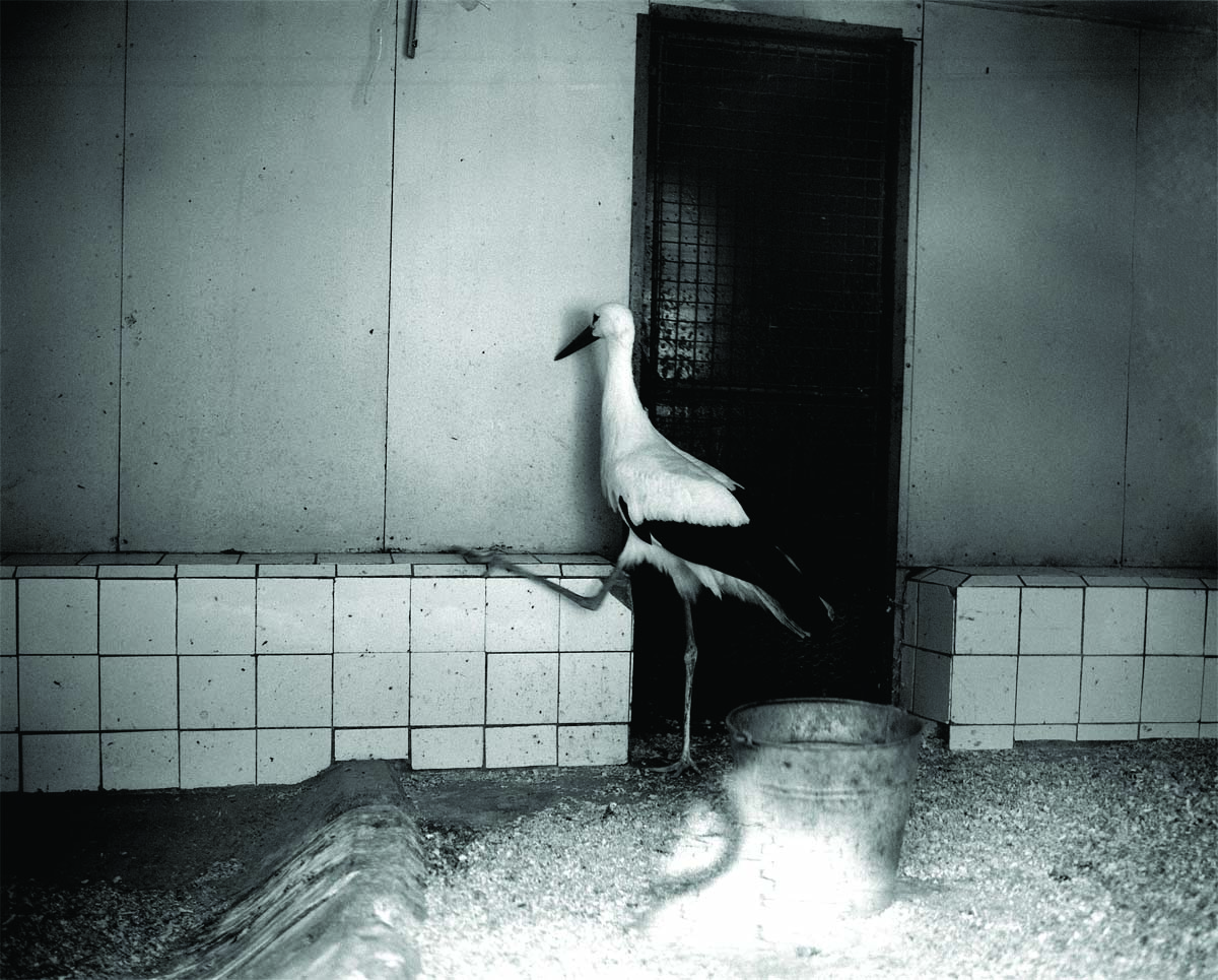 Tanja Verlak_ZOO