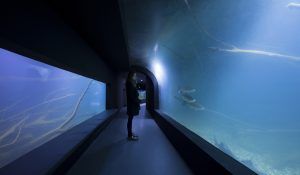 3lhd_224_karlovac_aquarium_photo_by_jure_zivkovic_06