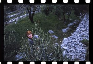 masline_1