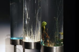 time-displacement-chemobrionic-garden-by-robertina-sebjanic-ales-hieng-zergon-ida-hirsenfelder-photo-by-katra-petricek-000019