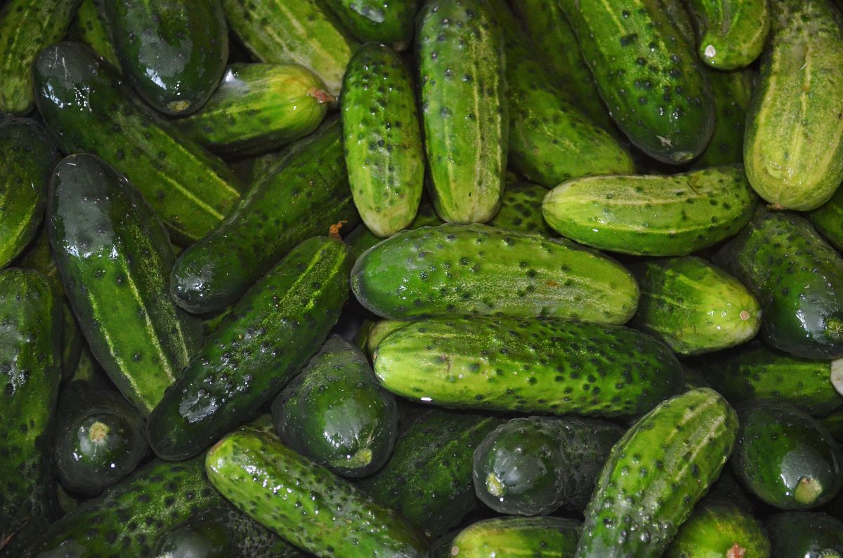 cucumbers_vegetables_food_water_ensiling_cucumbers_green_the_cultivation_of_a_collection_of-1325421-jpgd-2