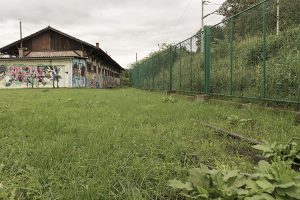 stovise-trava-raste