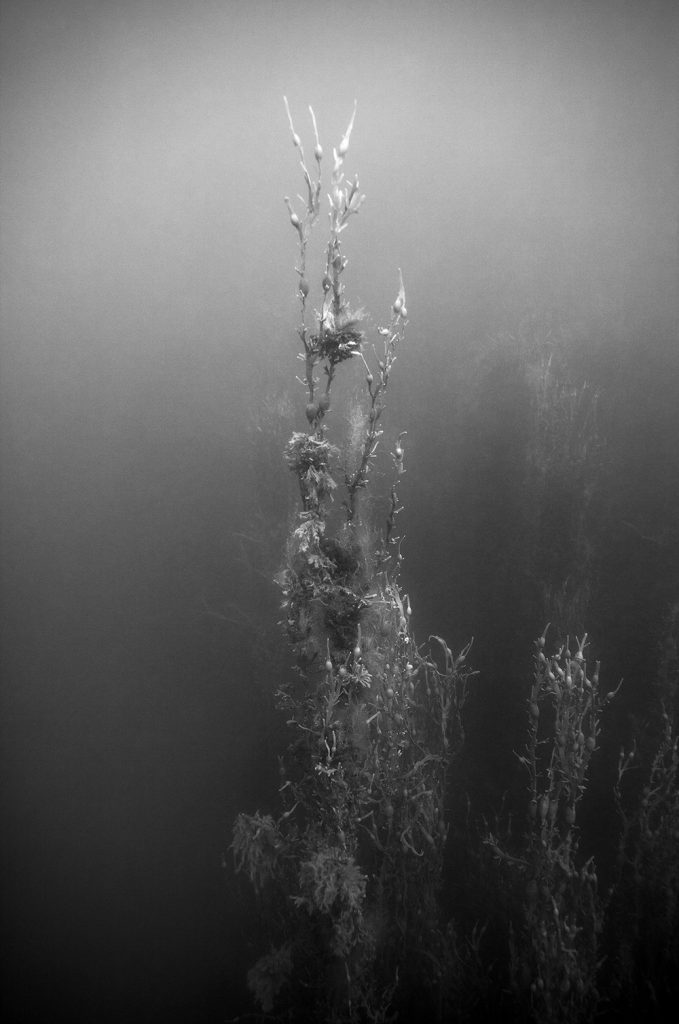 6-tanja-deman-sunken-garden_no-xii-2017