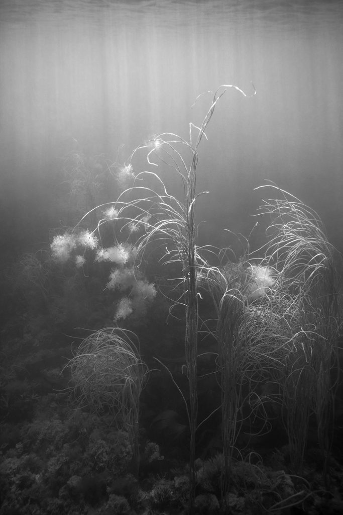 7-tanja-deman-sunken-garden_no-xvii-2017