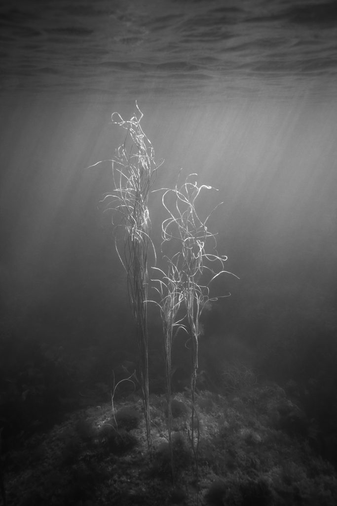 9-tanja-deman-sunken-garden_no-xvi-2017